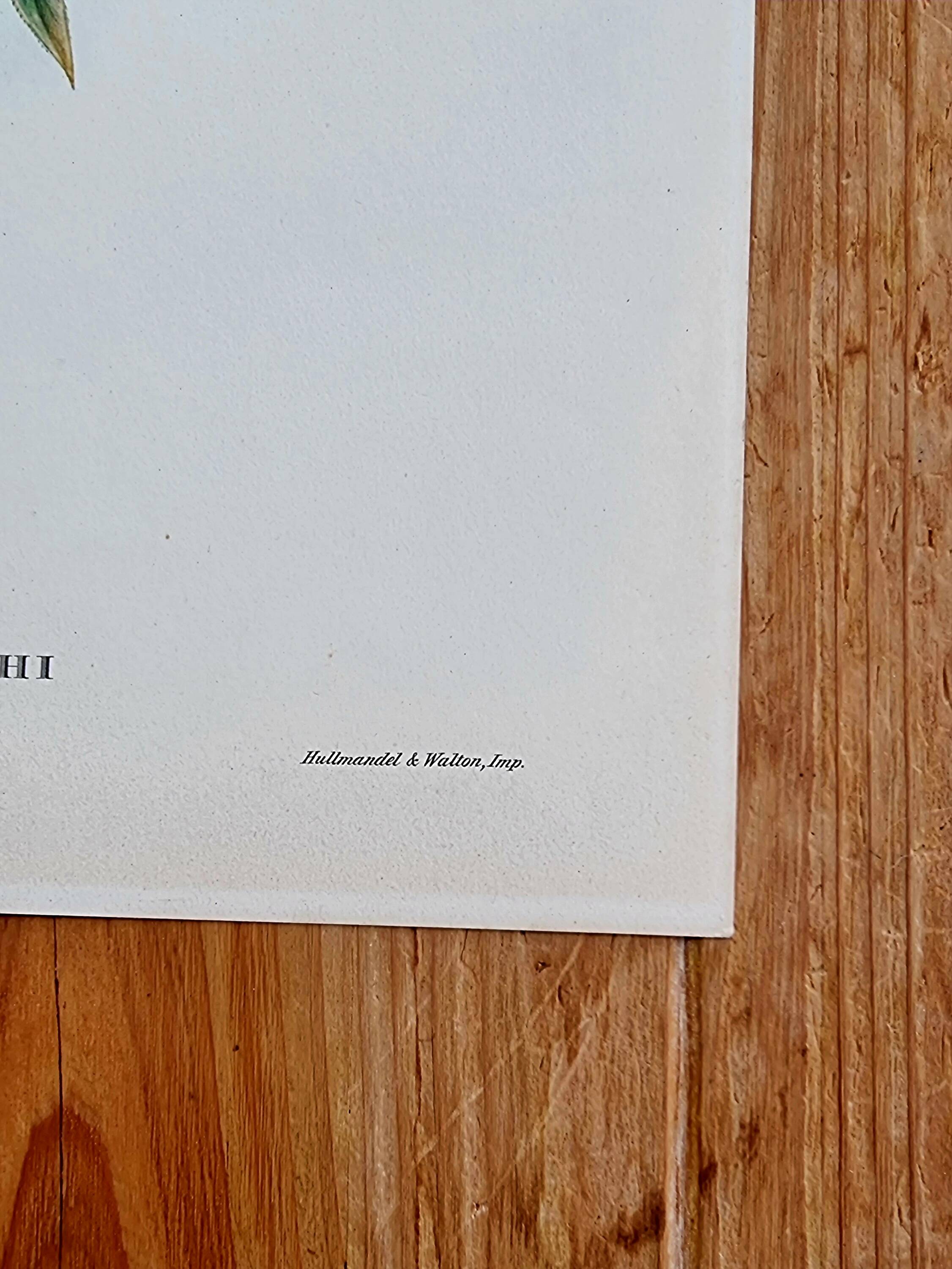 Bird lithograph "HAEMATOSPIZA SIPAHI" by J. Gould & H.C. Richter