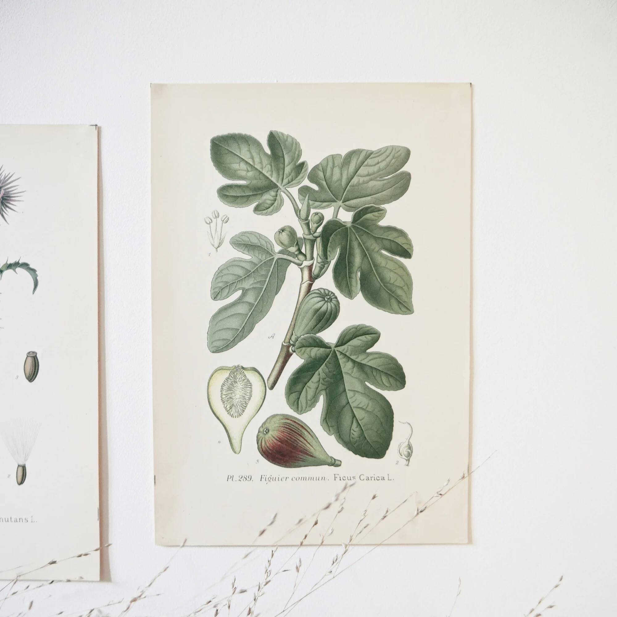 Botanical colour plates of Fig tree