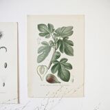 Botanical colour plates of Fig tree