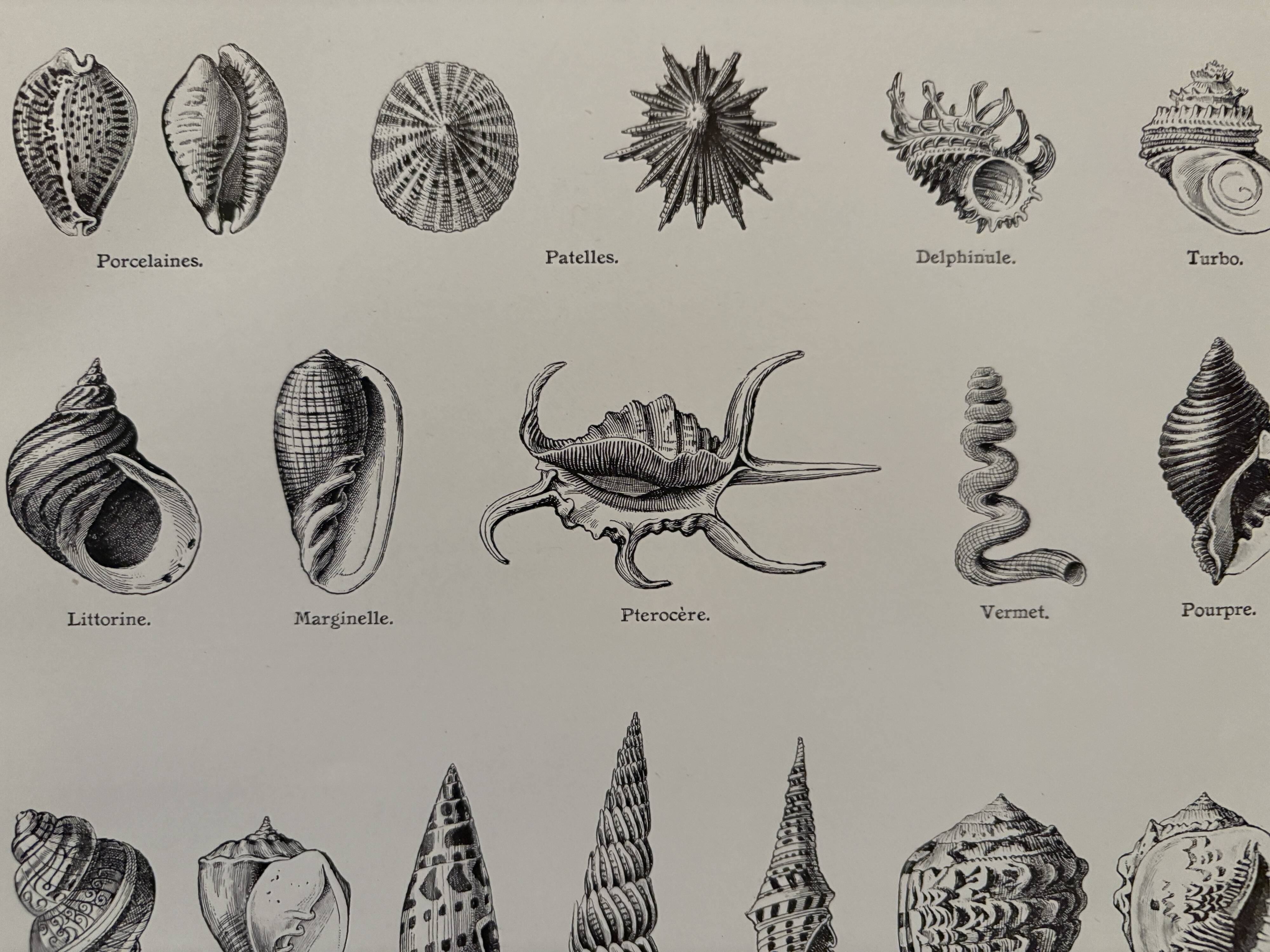 Old illustrated plate on gastropod molluscs - 1920