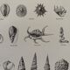Old illustrated plate on gastropod molluscs - 1920