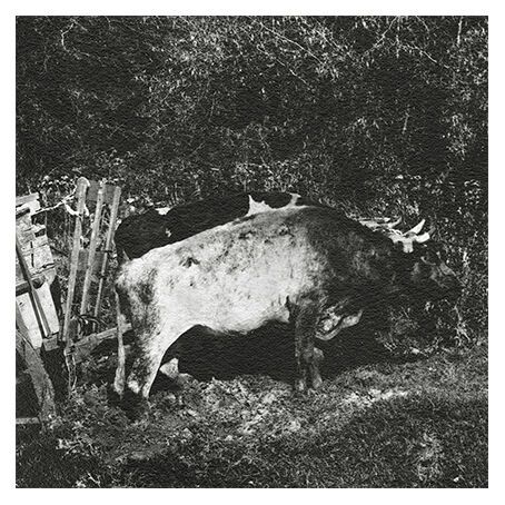 Photograph XIXth a pond and two teams of oxen