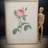 Litho frame sparkling rose with double flowers