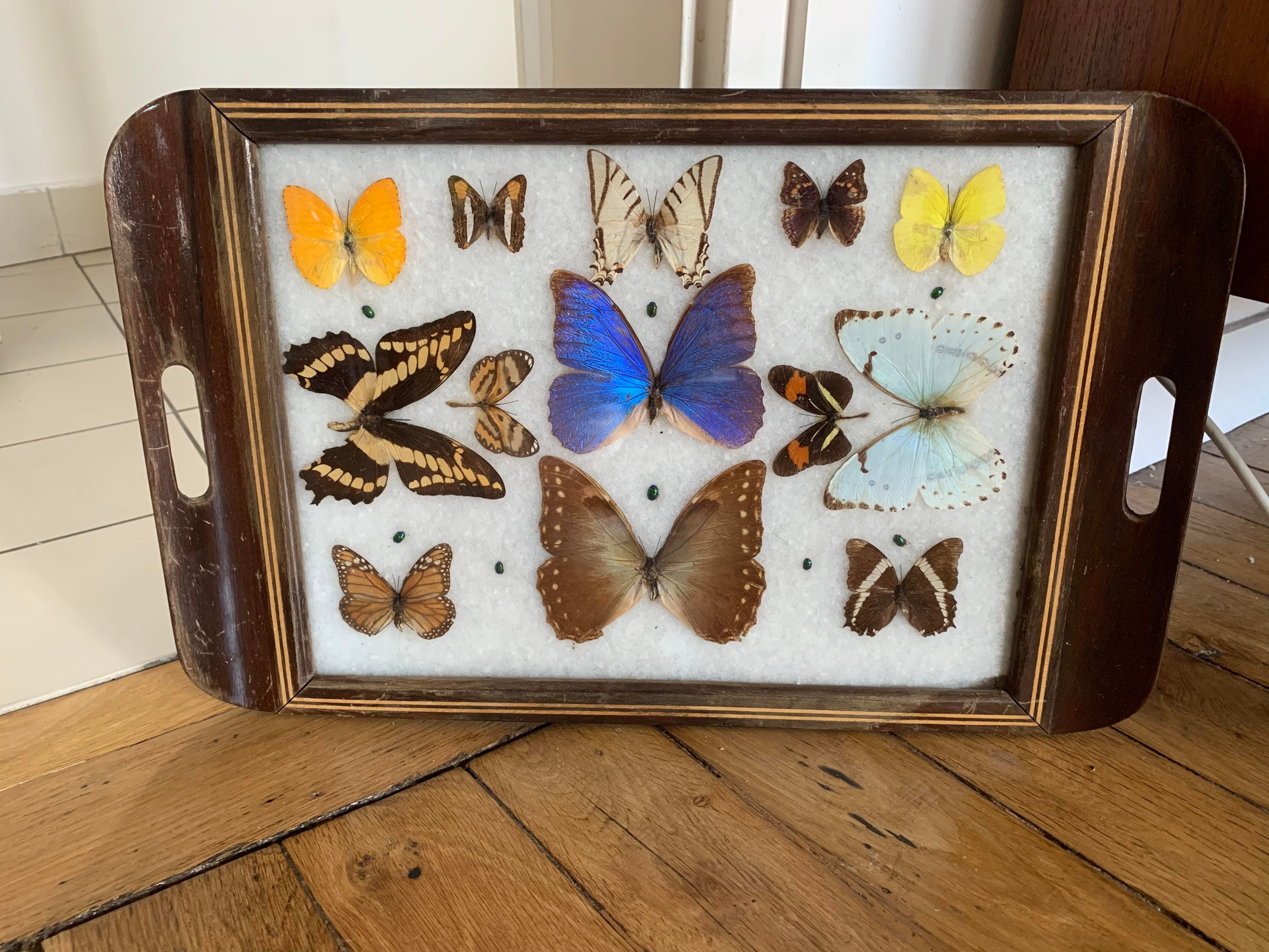 Butterfly tray stuffed under glass