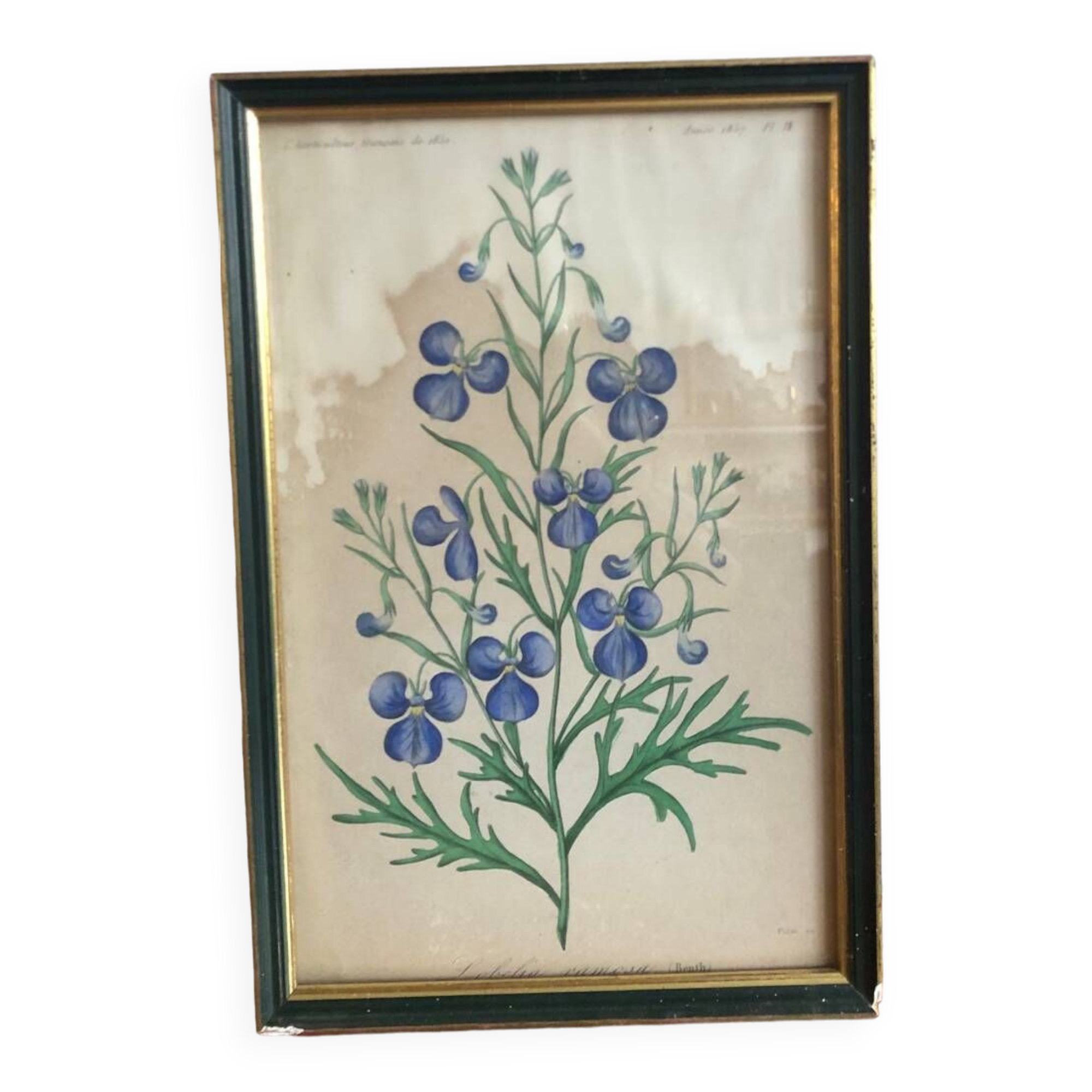 Botanical vintage illustration