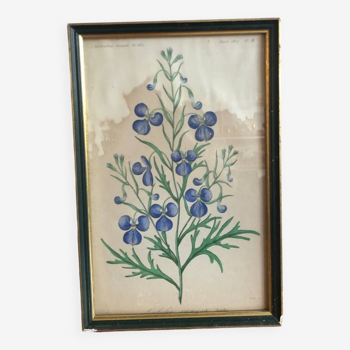 Botanical vintage illustration