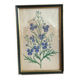 Botanical vintage illustration