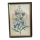 Botanical vintage illustration