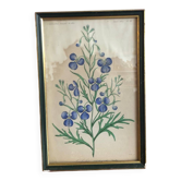 Botanical vintage illustration