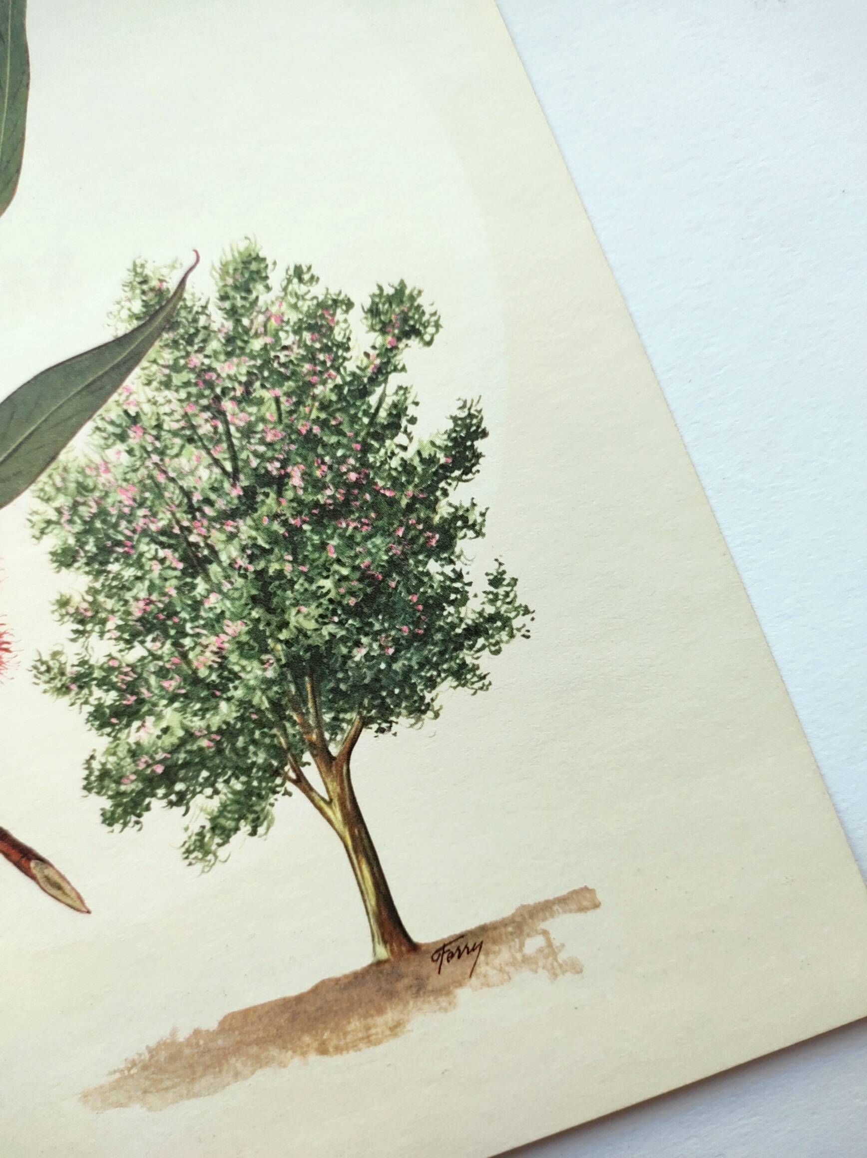 Eucalyptus Illustration - Vintage Nature Plate - Botanical Tree from the 60s