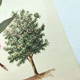 Eucalyptus Illustration - Vintage Nature Plate - Botanical Tree from the 60s