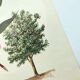 Eucalyptus Illustration - Vintage Nature Plate - Botanical Tree from the 60s