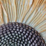 Sunflower display dish vintage tableware