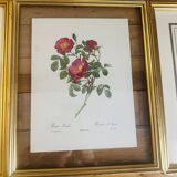 Lot of 7 pink botanical lithographs 1950