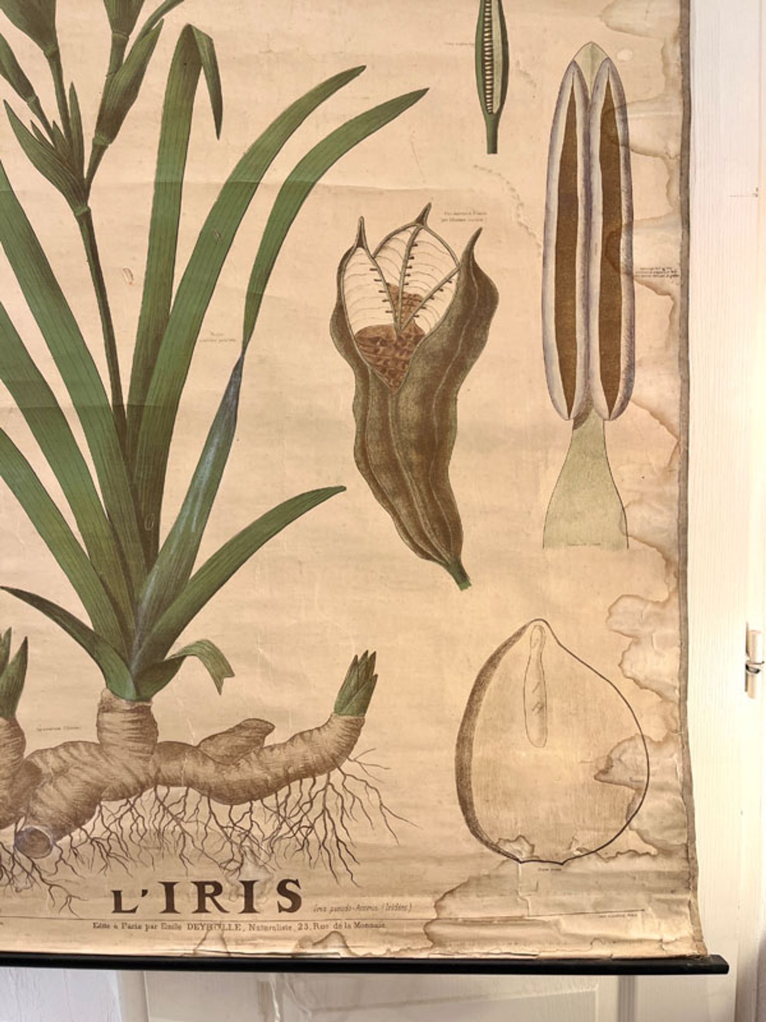 Ancienne planche de botanique de la maison Deyrolle “L’Iris”