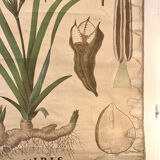 Old botanical plate from the Deyrolle house “L'Iris”