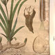 Old botanical plate from the Deyrolle house “L'Iris”