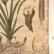 Ancienne planche de botanique de la maison Deyrolle “L’Iris”