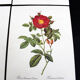 Lot of 6 vintage botanical prints, P.J. Redoute Roses Rosa, Imprimerie de Rémond