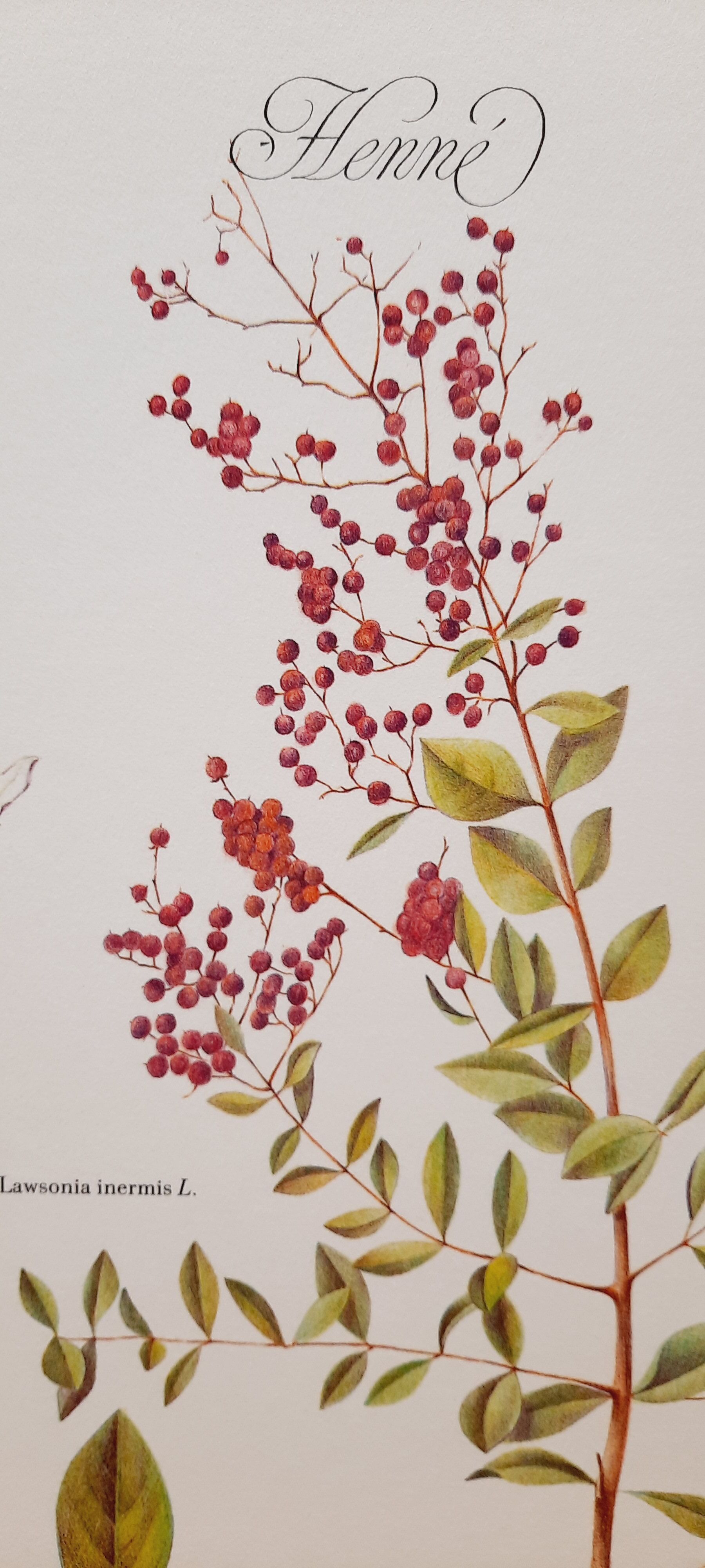 Botanical board Henna