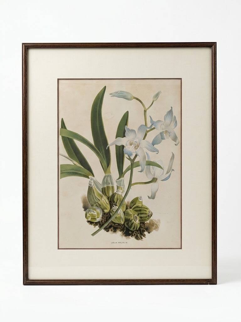 Vintage Framed Botanical Engraving