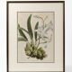 Vintage Framed Botanical Engraving