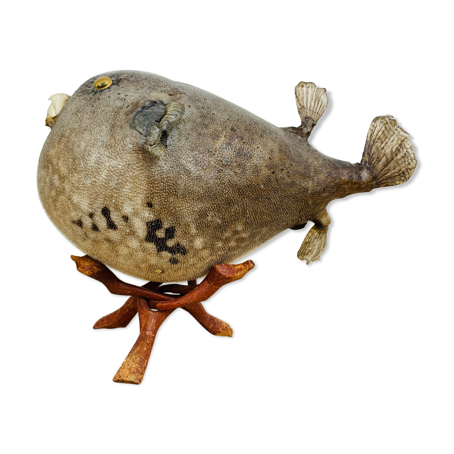 Pentadon globe fish naturalized on base cabinet of curiosity