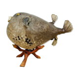 Pentadon globe fish naturalized on base cabinet of curiosity