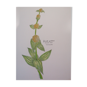 Illustration botanique originale.