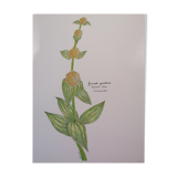 Original botanical illustration. Great gentian