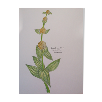 Original botanical illustration. Great gentian