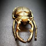 Bronze beetle