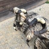 Ensemble de 2 fauteuils ethniques en cornes de buffles