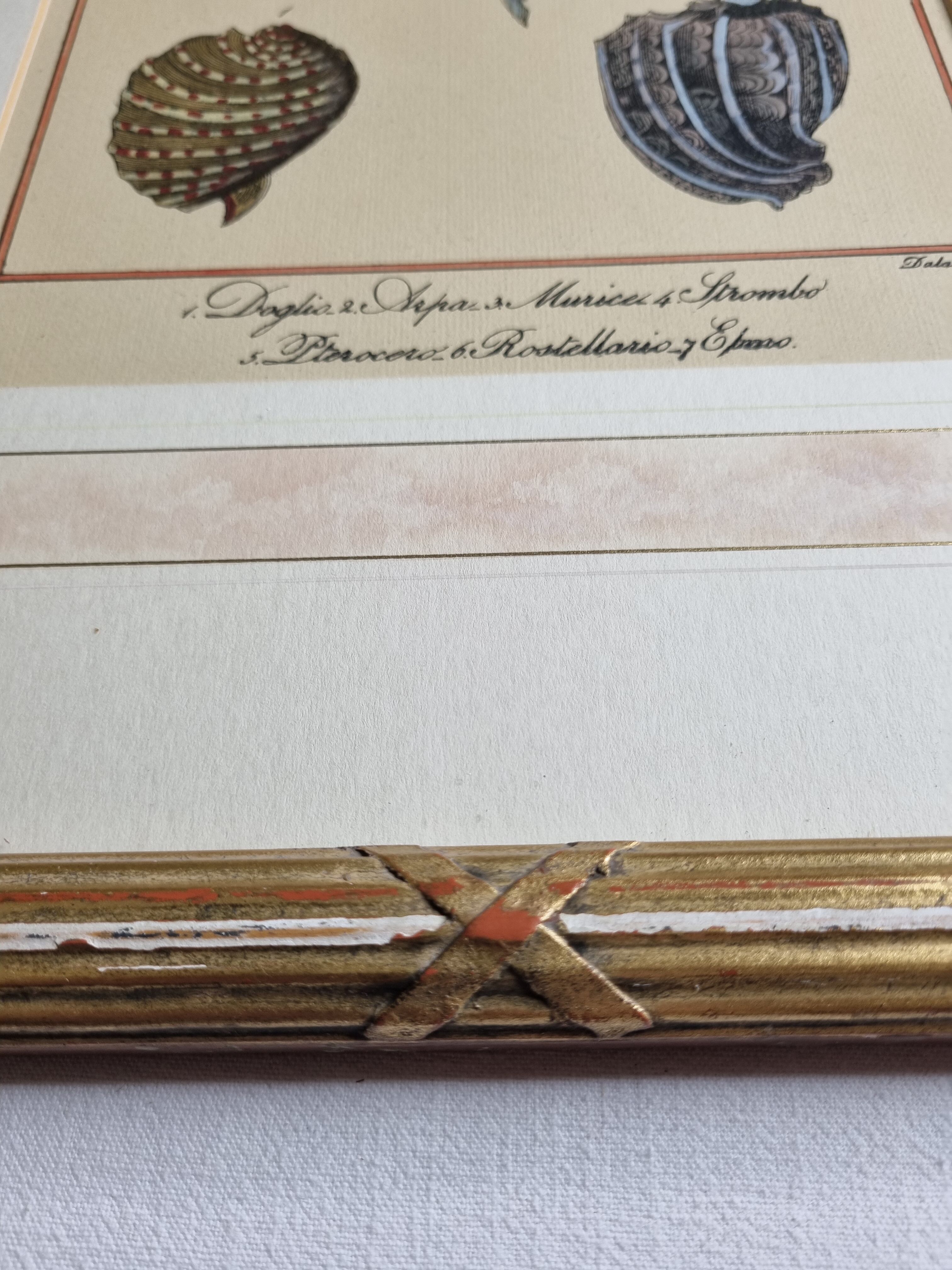 Natural History plate number 8, Conchyliology, signed in the plate, XVIIIth