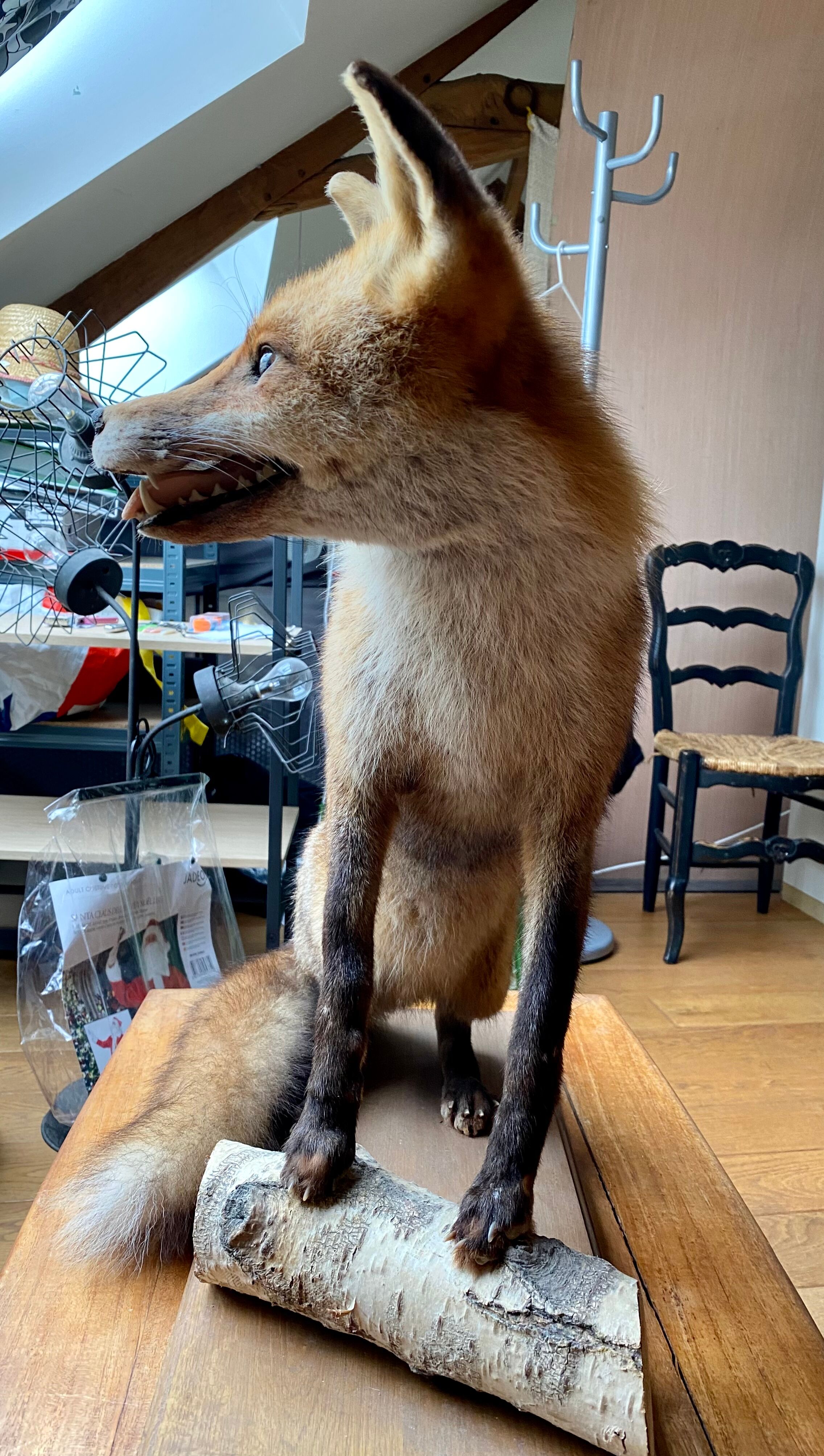 Red fox taxidermy