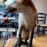 Red fox taxidermy