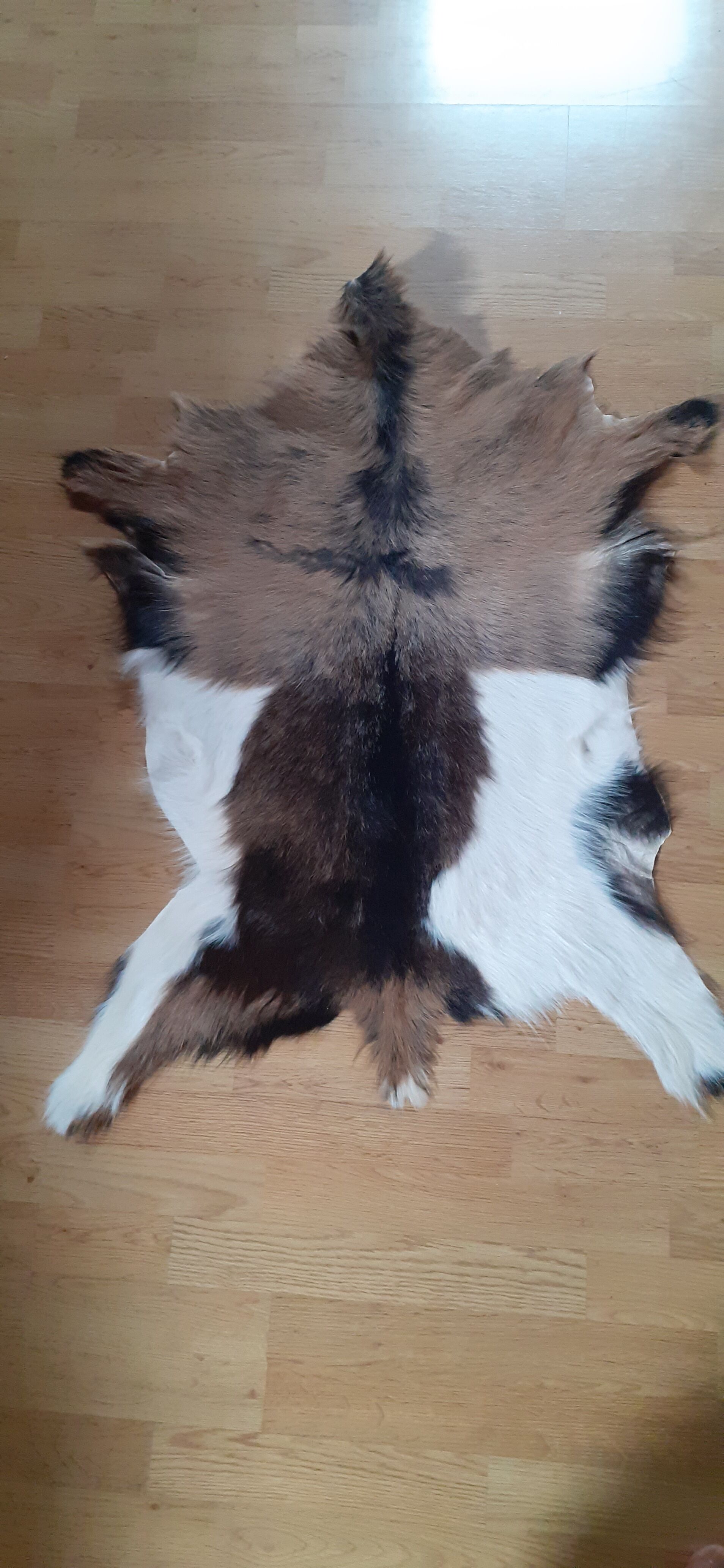 New goatskin