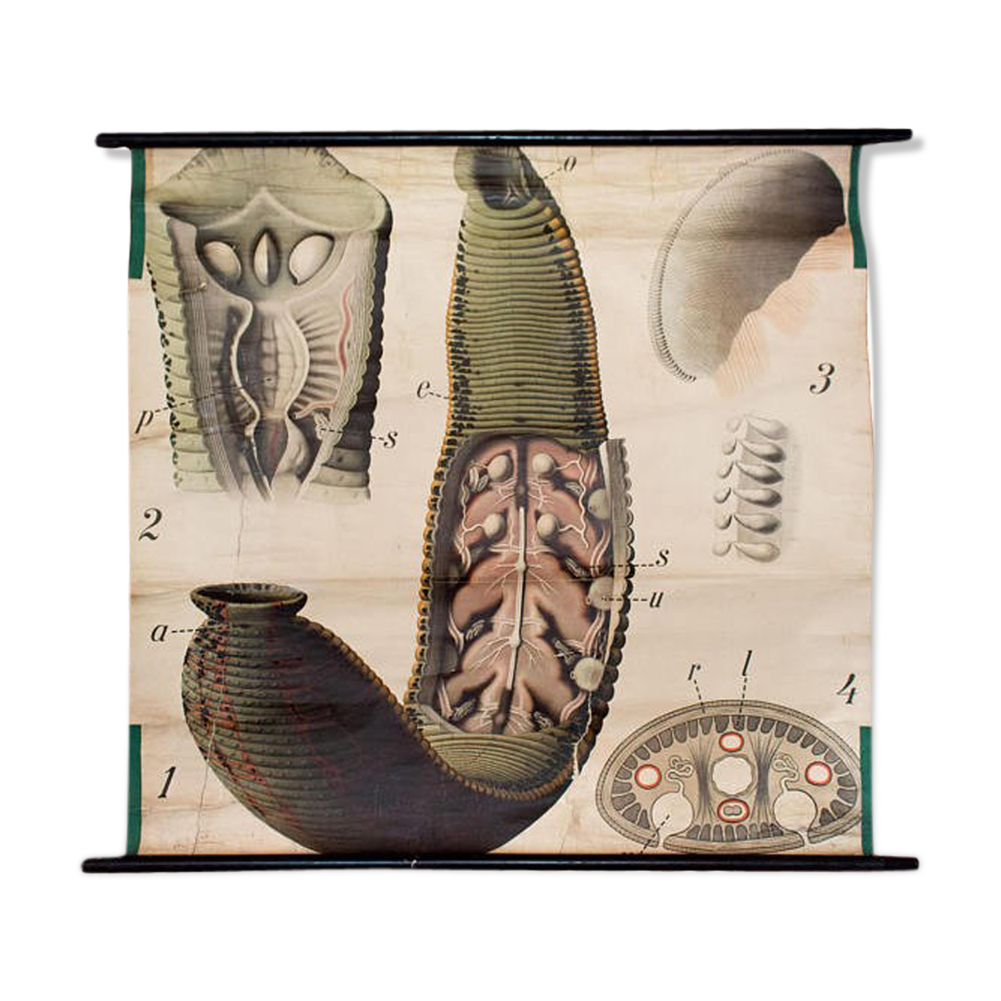 Poster of the 20th century Paul Pfurtscheller Zoological "leech" 1912