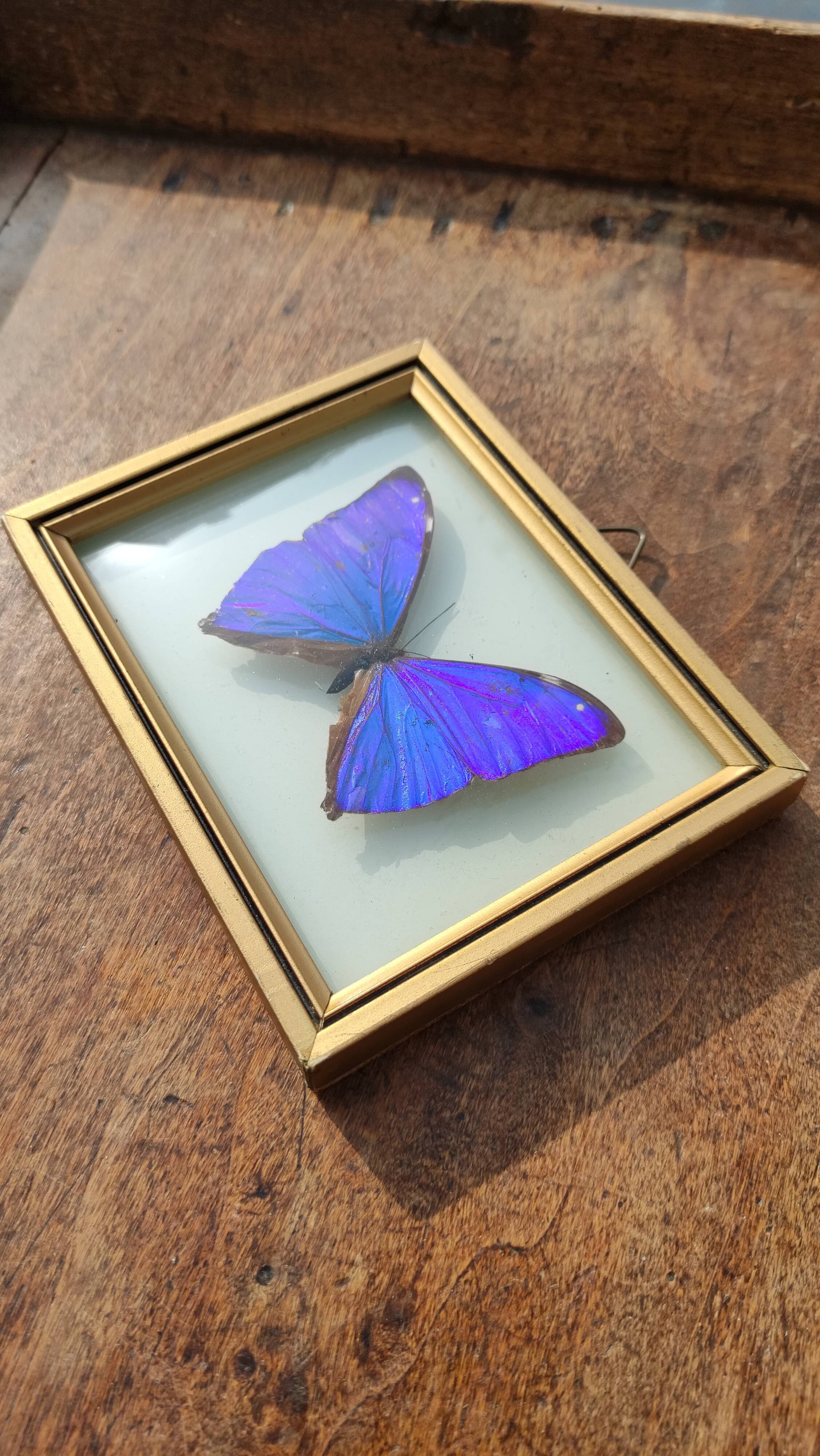 Curved frame of morpho butterfly from Brazil