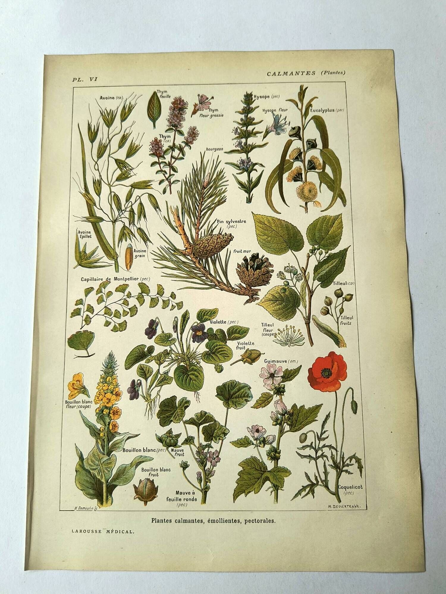 Vintage engraving from 1925 • Calming medicinal plants by M. Desserte