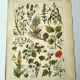 Vintage engraving from 1925 • Calming medicinal plants by M. Desserte