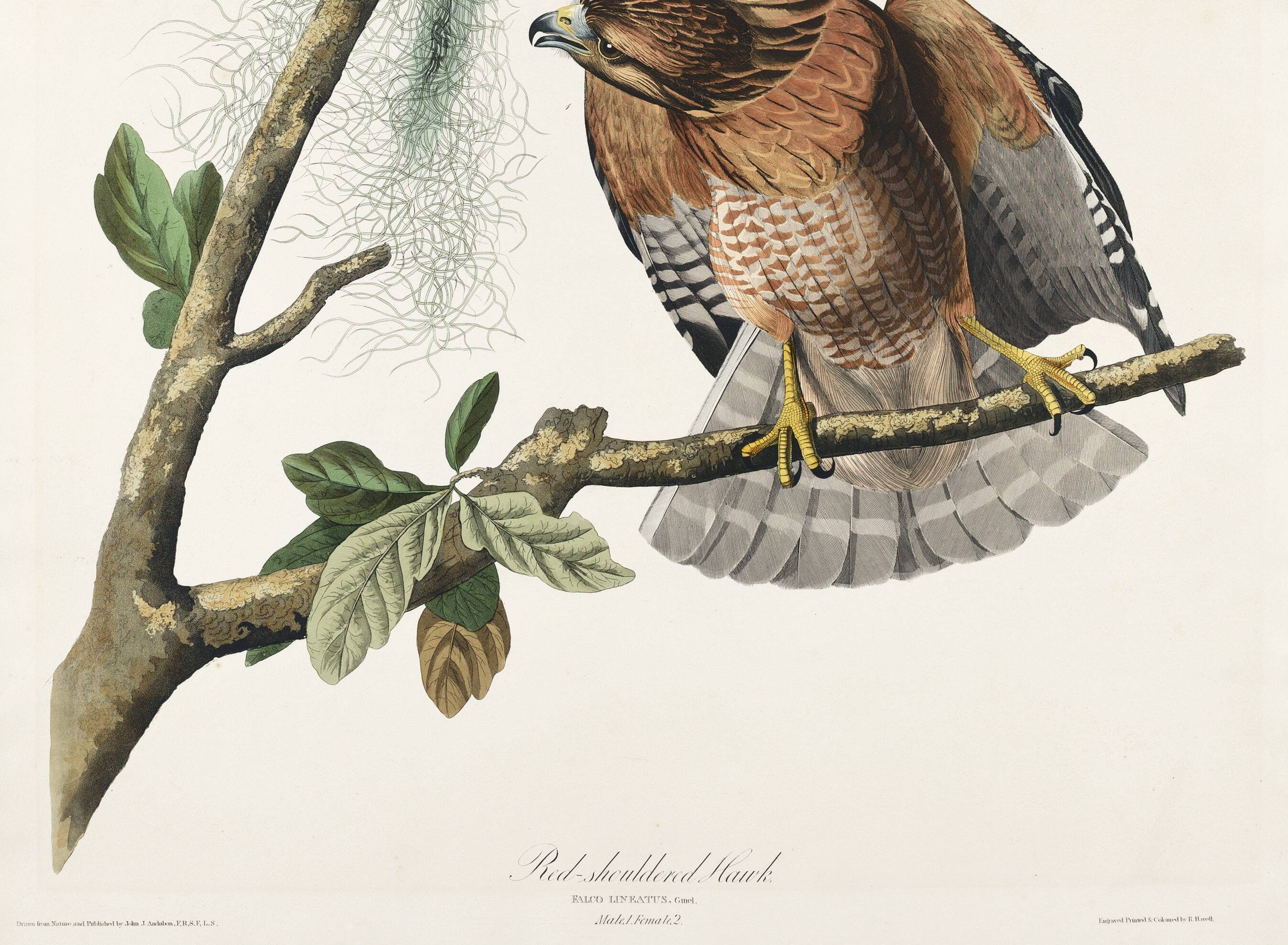 Poster of the Red-shouldered Buzzard, after an old engraving