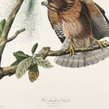 Poster of the Red-shouldered Buzzard, after an old engraving