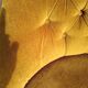 Fauteuil crapaud en velours doré