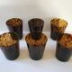 Six glasses tortoiseshells