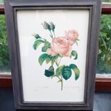 Botanical plate by Redouté