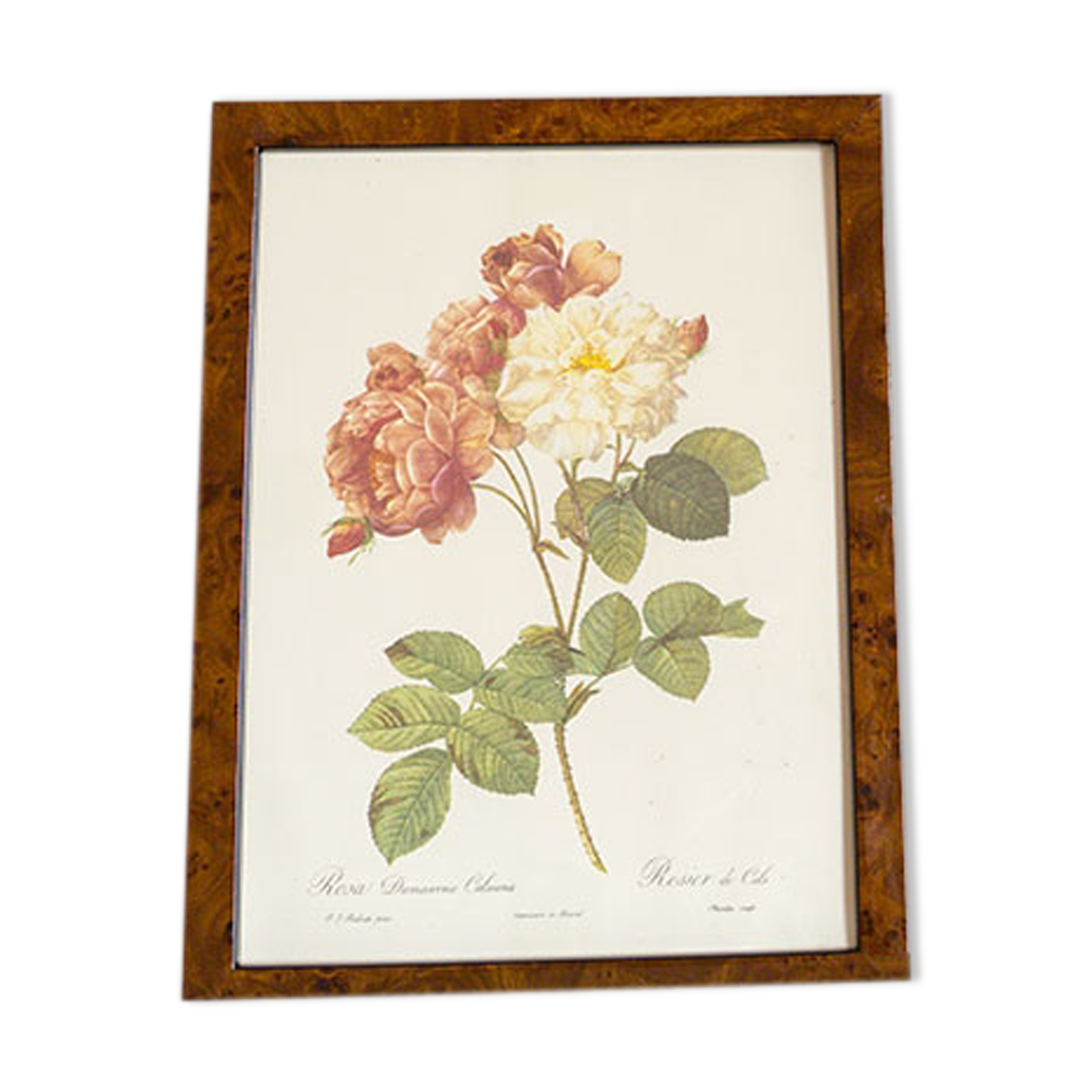 JP Redoute Cels Botanical Plank