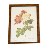 JP Redoute Cels Botanical Plank