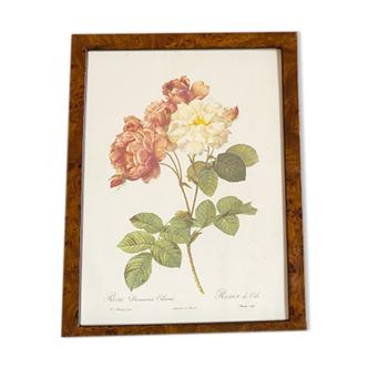 JP Redoute Cels Botanical Plank