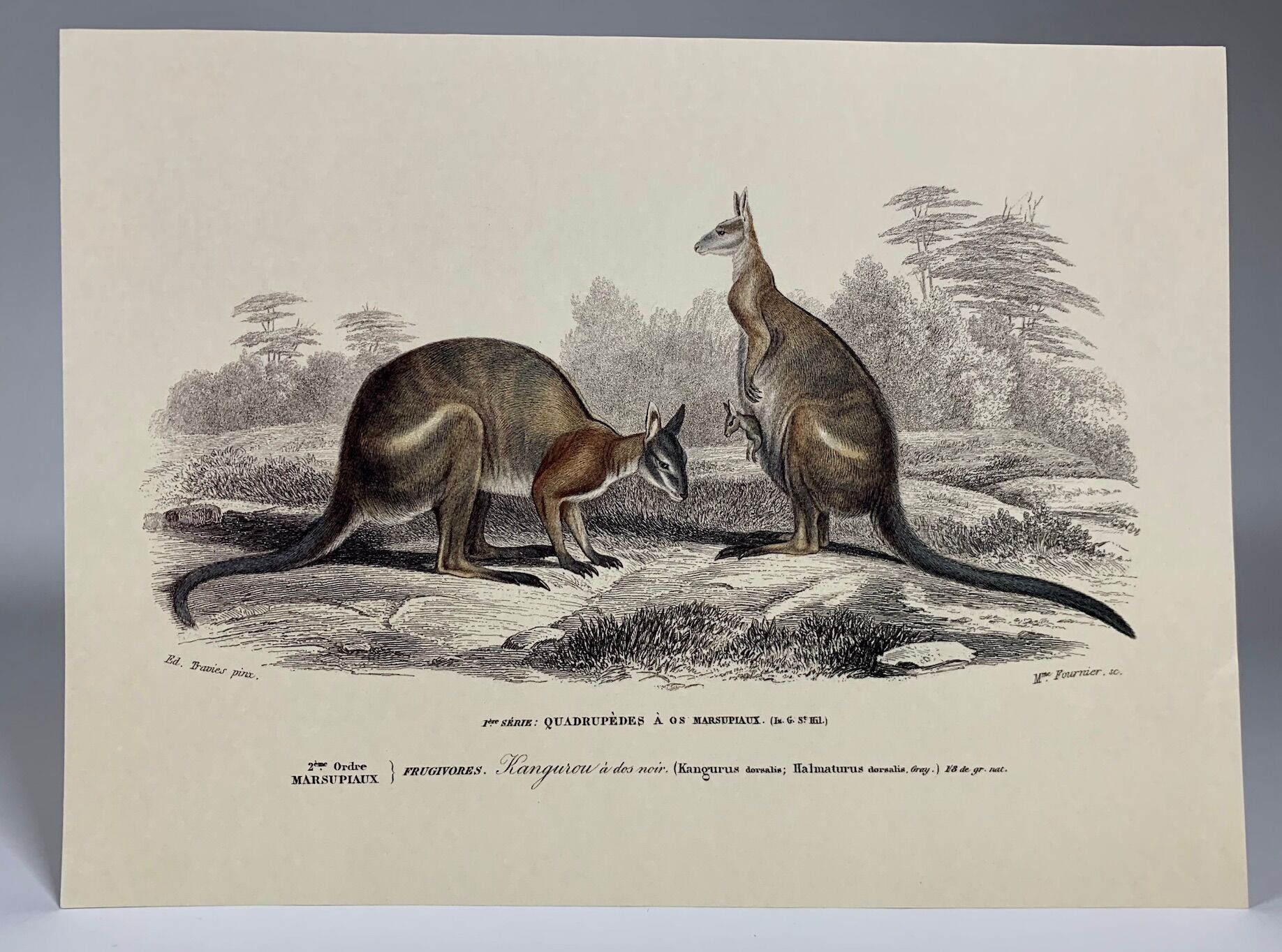 Black-backed kangaroo - illustration plate of the universal dictionary of natural history
